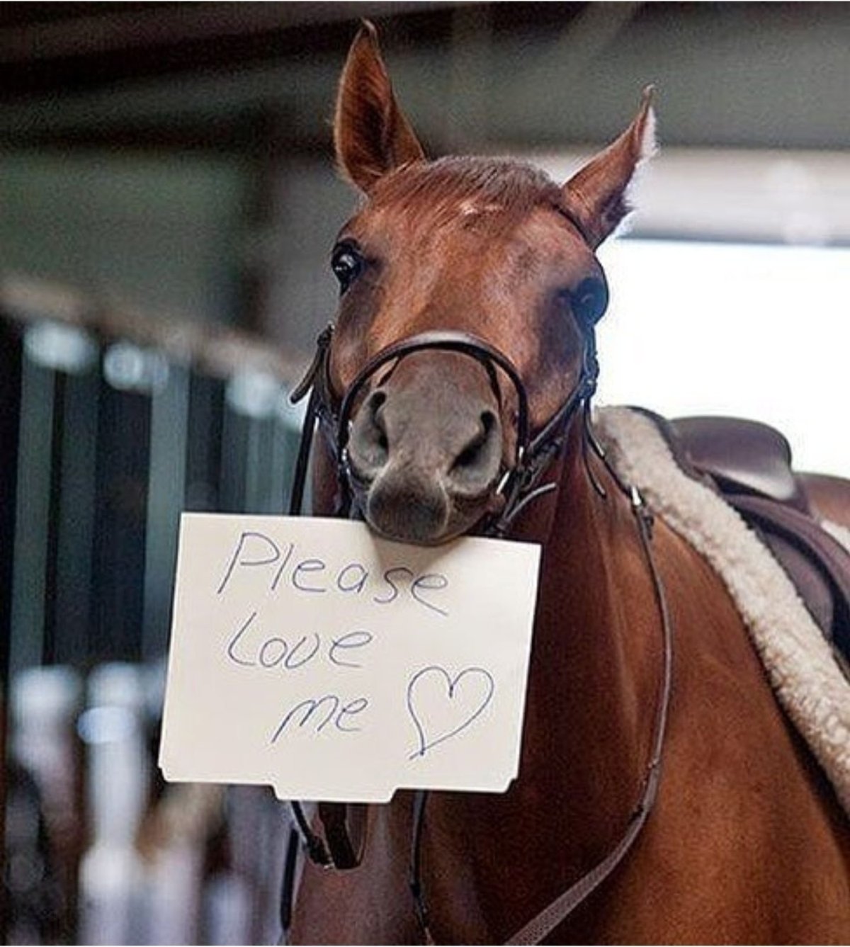 Лошадь юмор