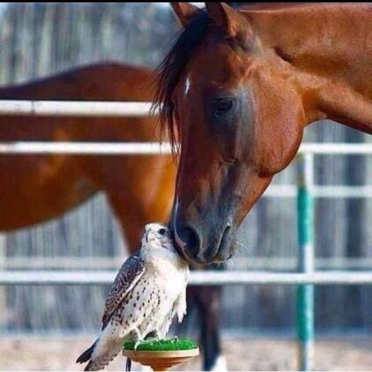 Лошадь и птица