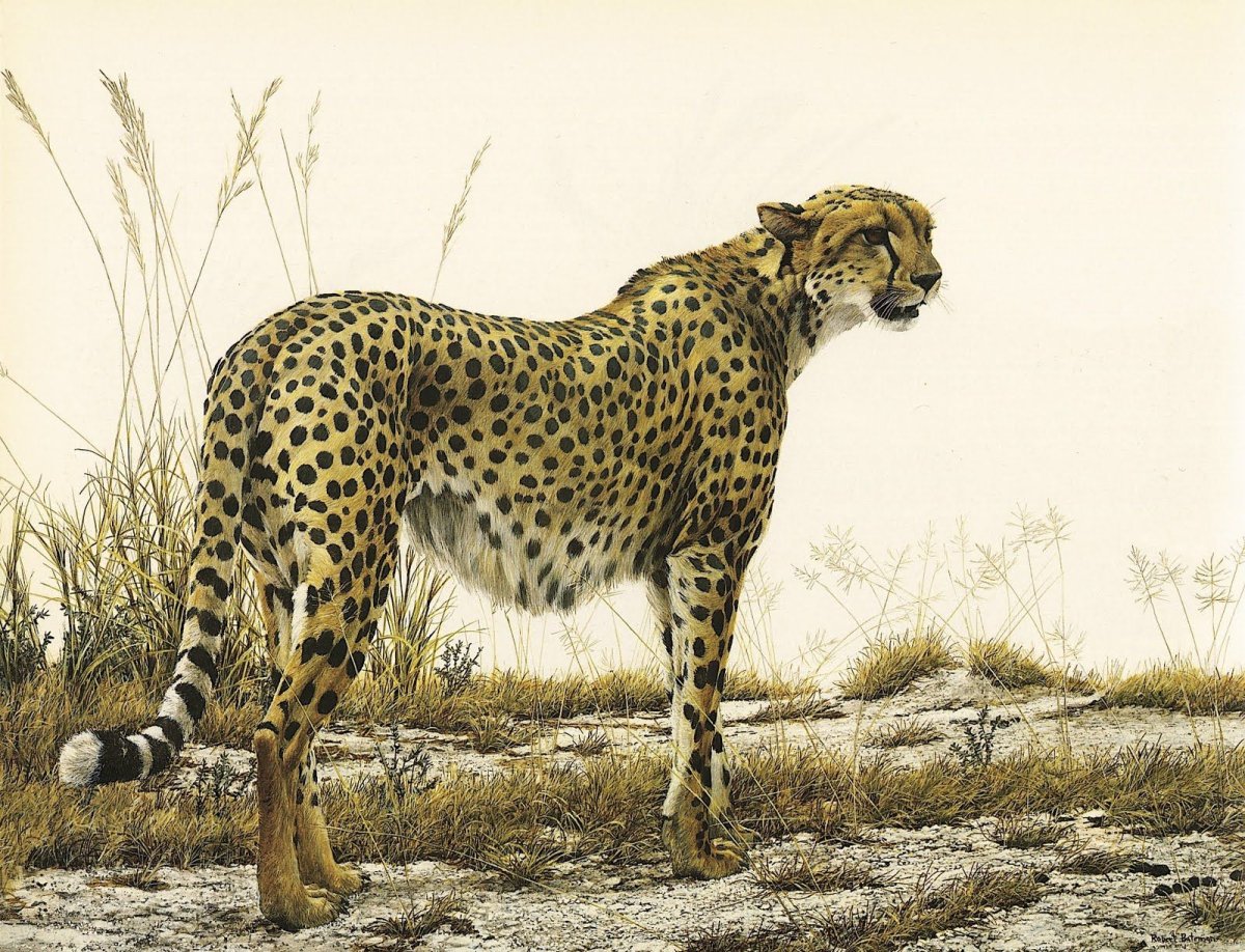 Гепард для рисования