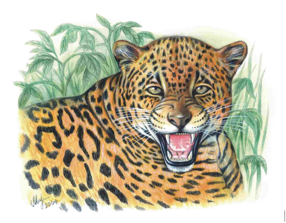 Леопард рисунок
