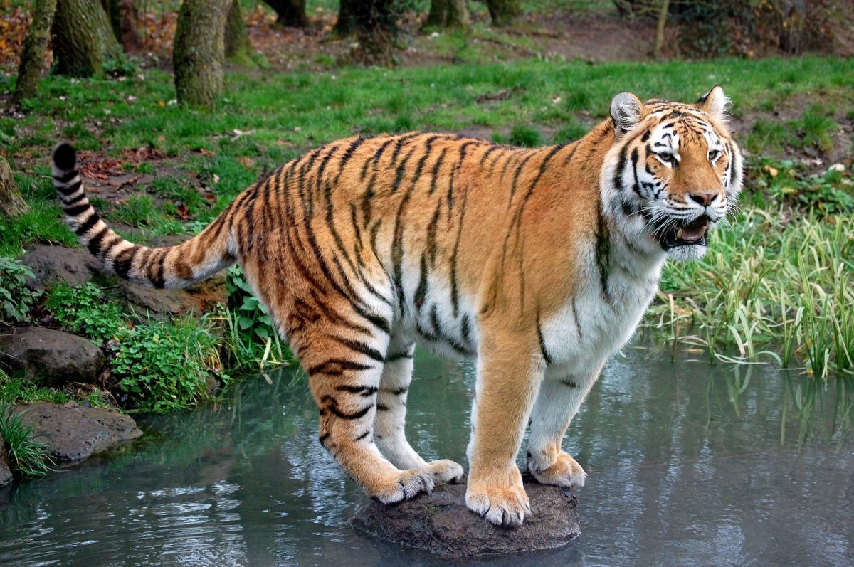 4. Амурский тигр (Panthera Tigris)