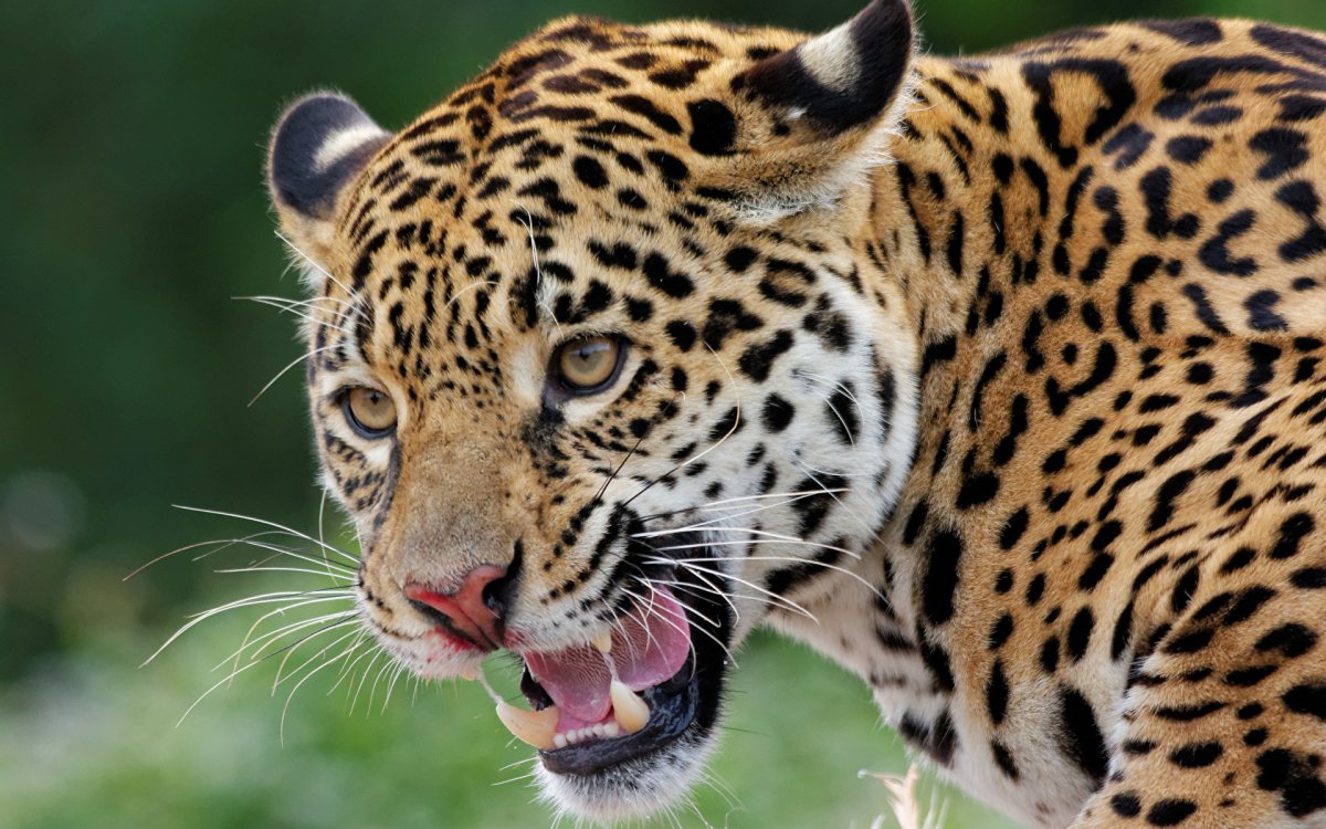 Ягуар животное