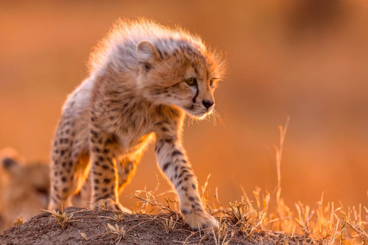 Детеныш гепарда