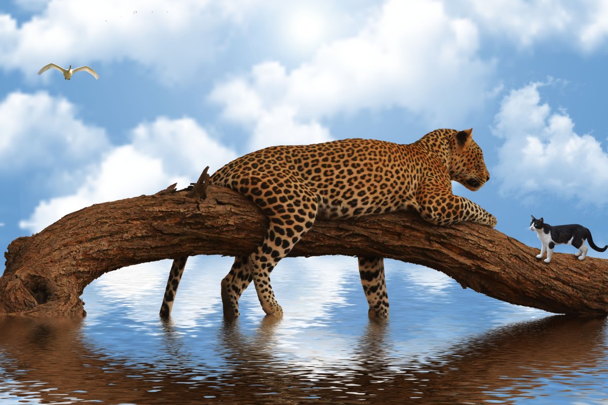 Хищные животные