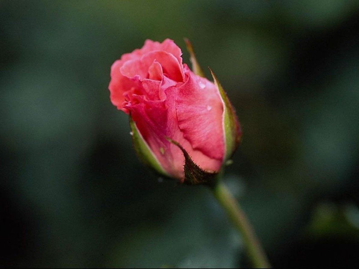 Бутон розы