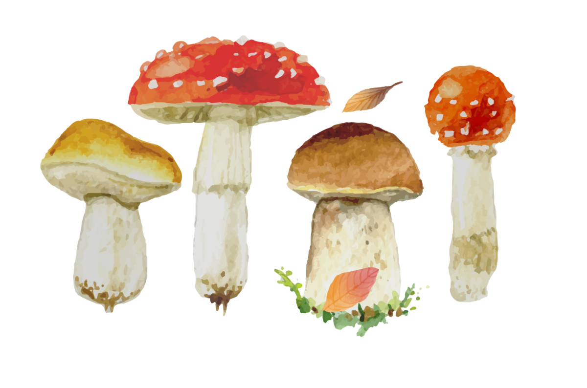 Съедобные грибы рисунок