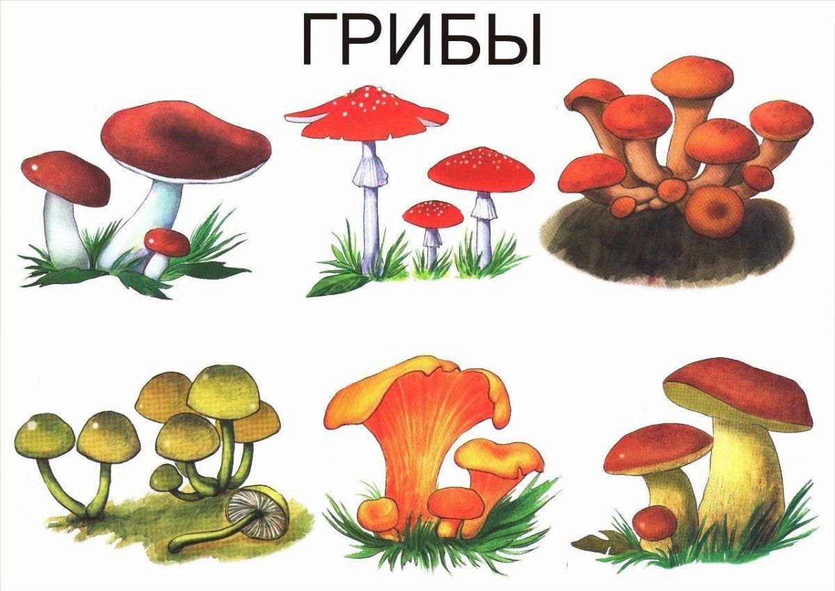 Дидактические карточки грибы для дошкольников