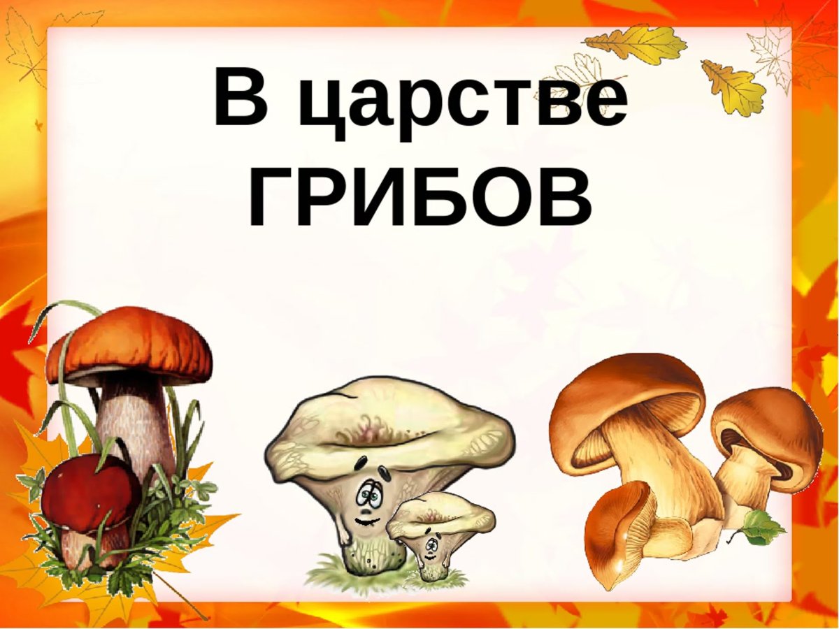 Царство грибов презентация