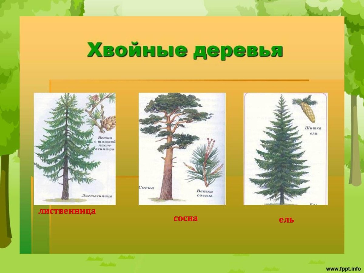 Хвойные деревья названия с картинками