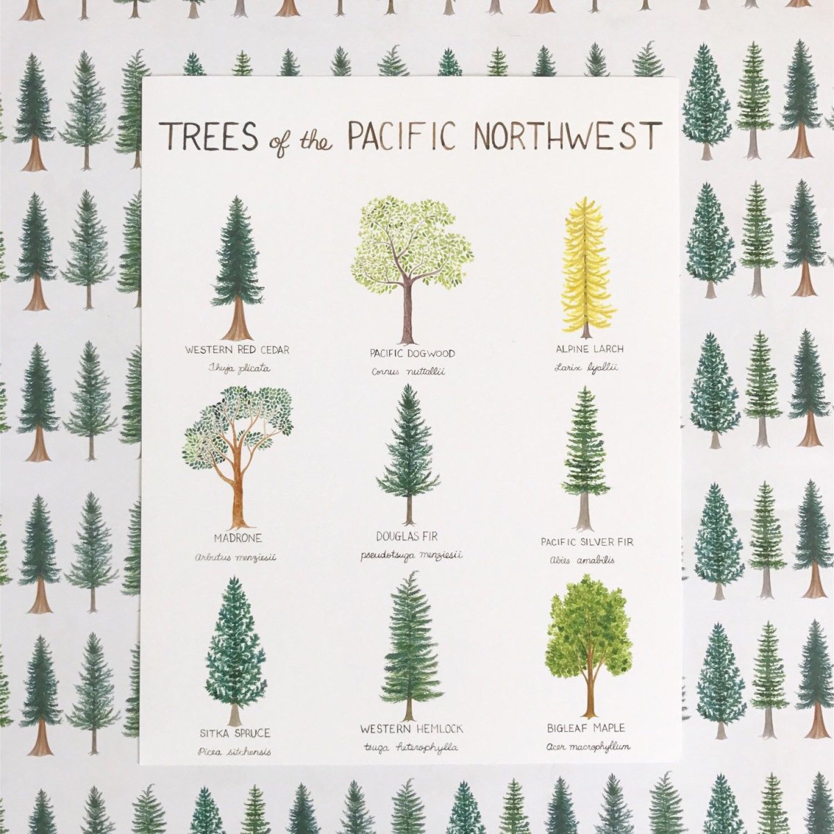 Shade of the Cedar Tree Sheets