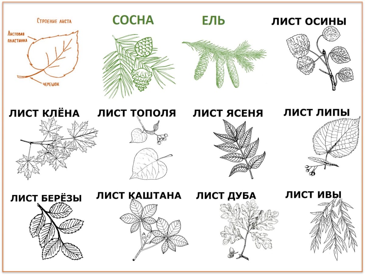 Листья деревьев с названиями