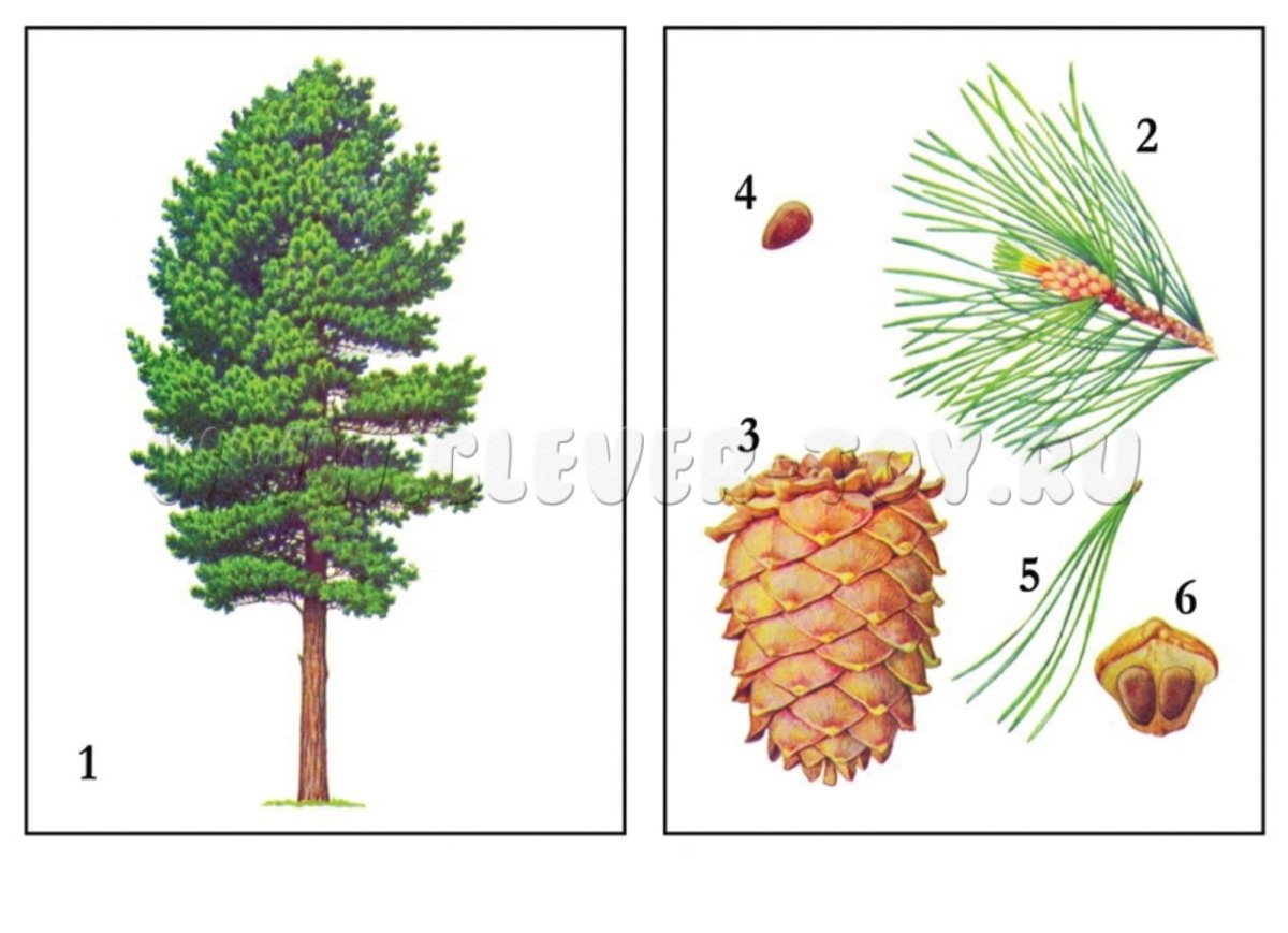 Деревья демонстративный материал для детей