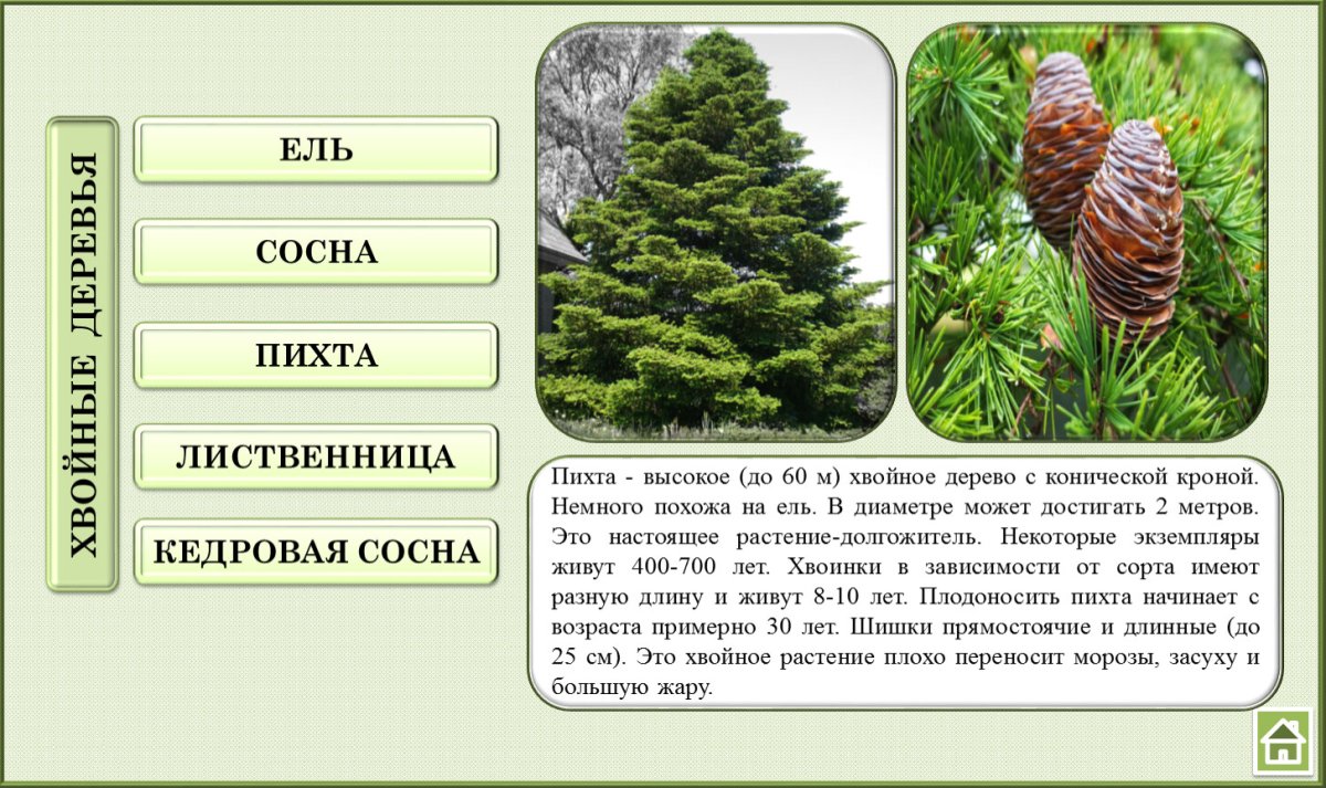 Ель сосна пихта лиственница