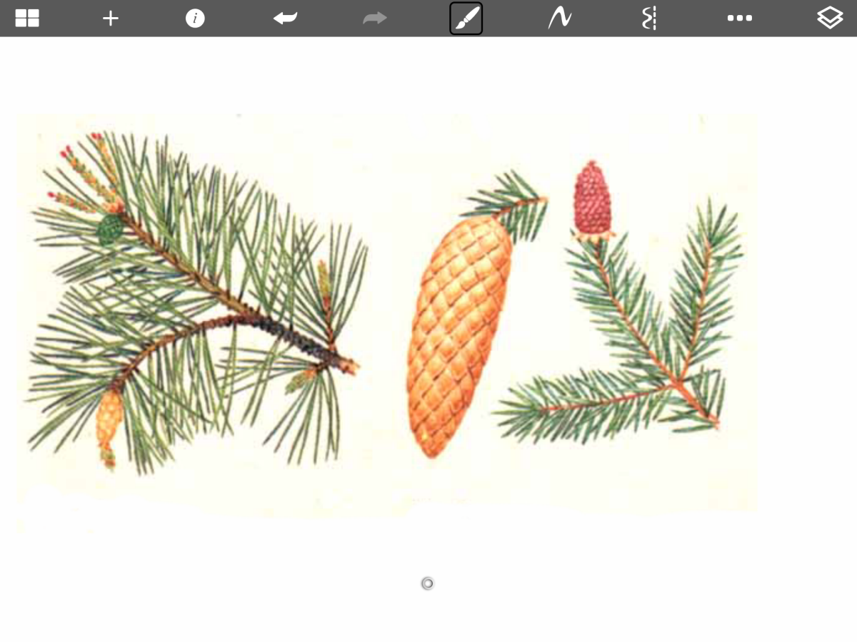 Хвоинки дерева ель обыкновенная