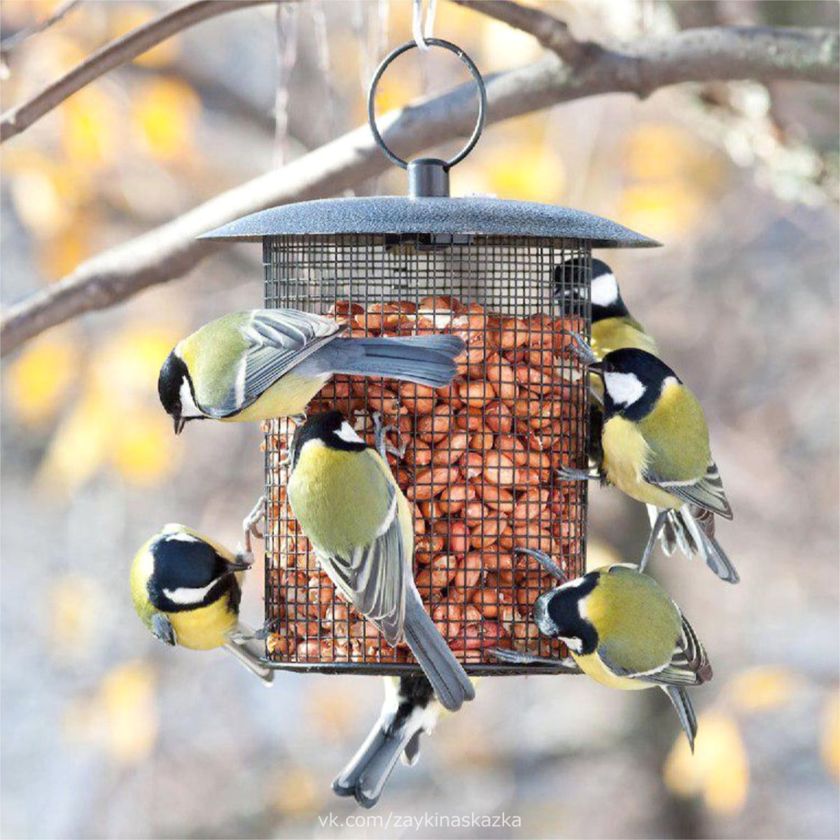 Птичья столовая картинки