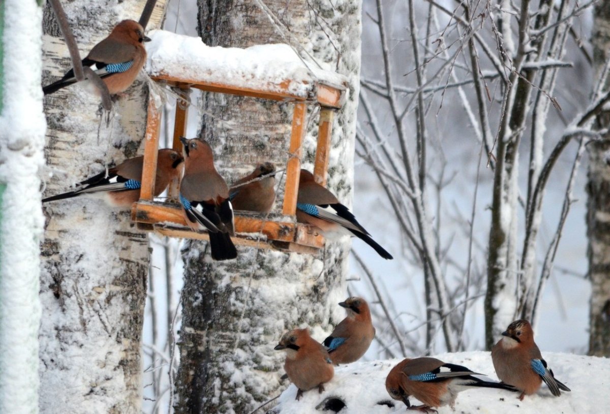 Зимняя кормушка для птиц