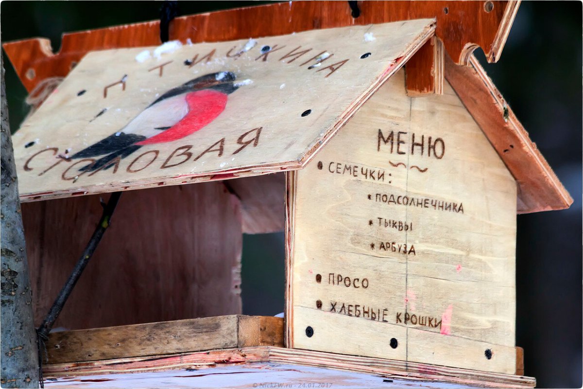 Прикольные надписи на кормушках для птиц