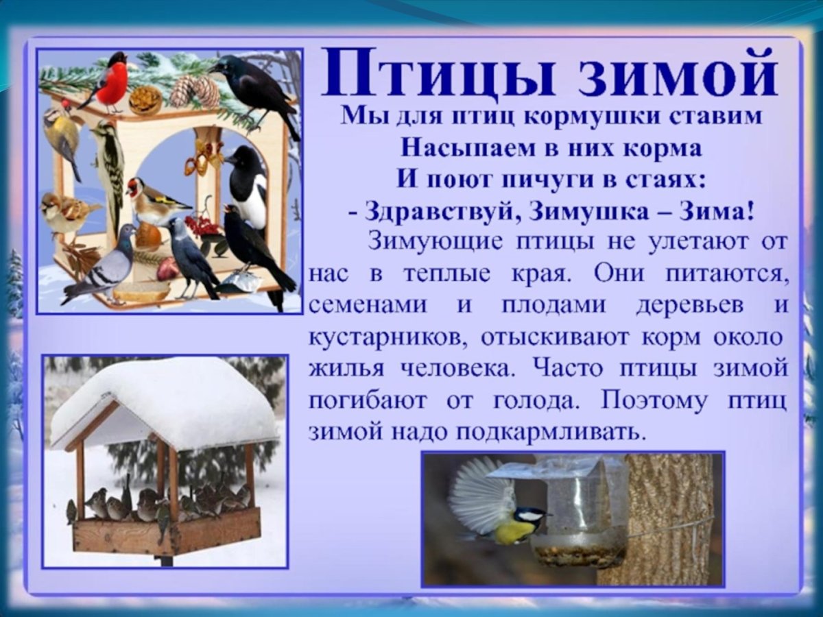Кормушки для птиц презентация для дошкольников
