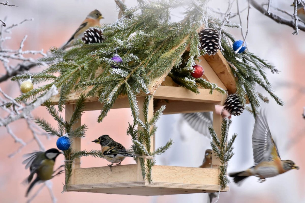 Птичья столовая кормушка