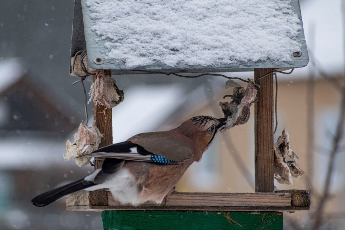 Птичья столовая