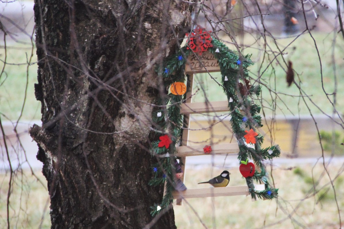 Птичья столовая