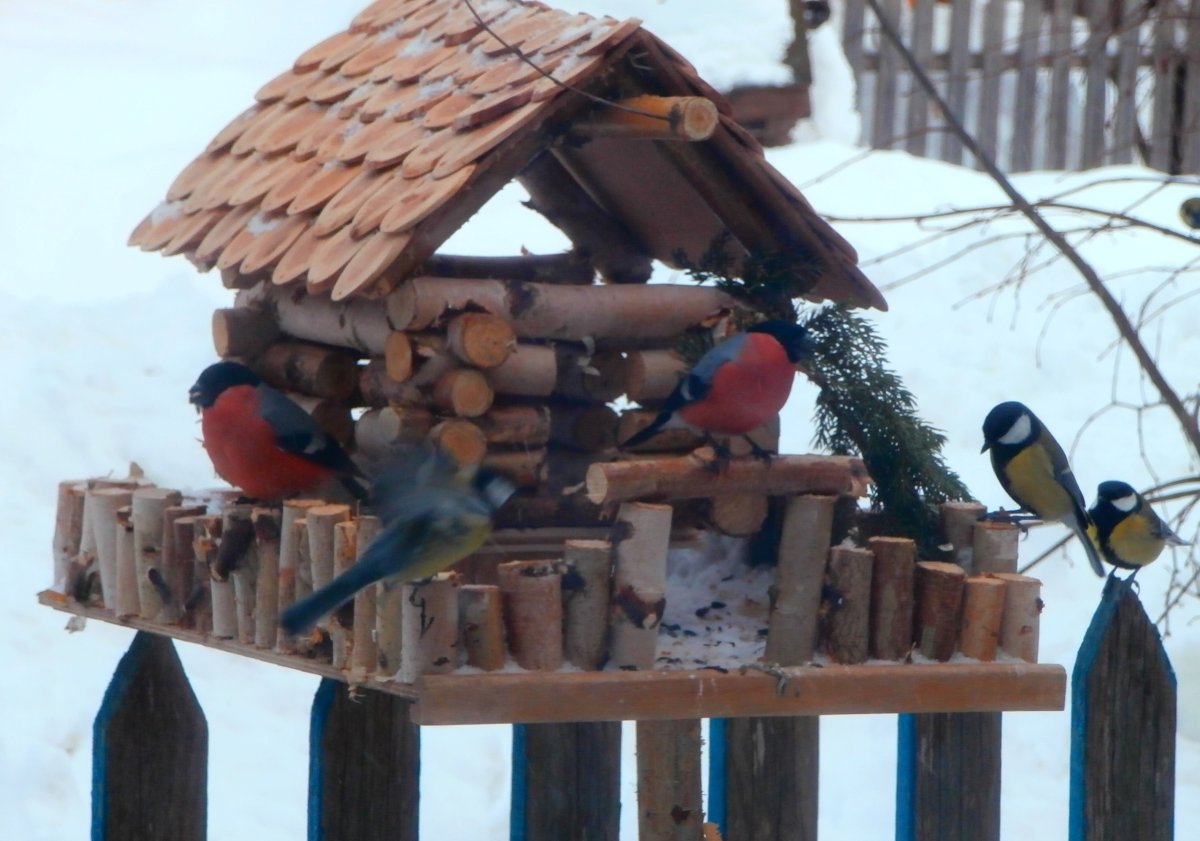 Пернатые гости кормушек