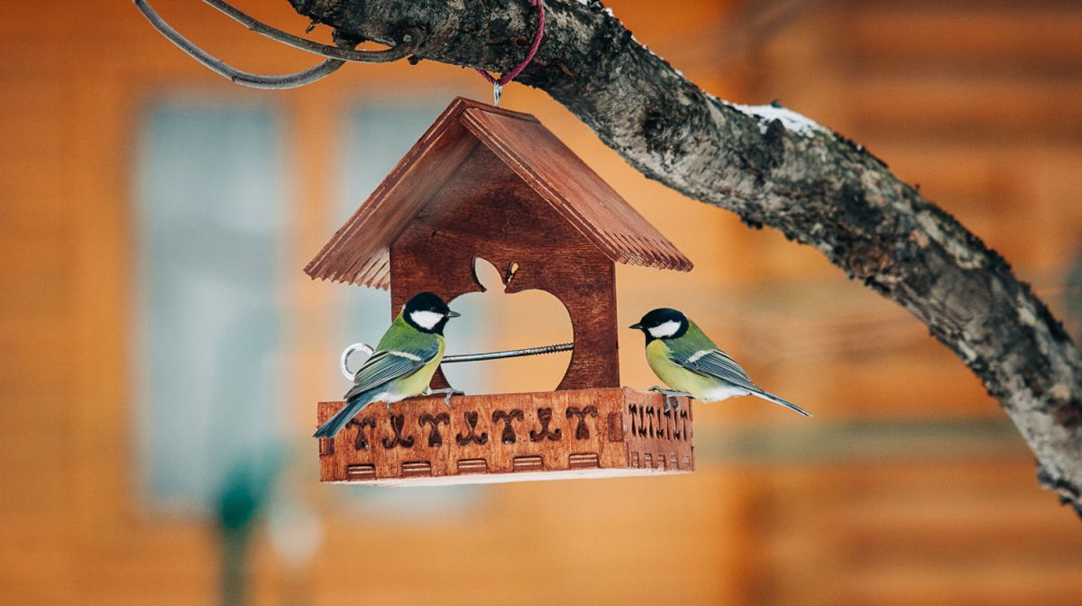 Фон кормушка для птиц