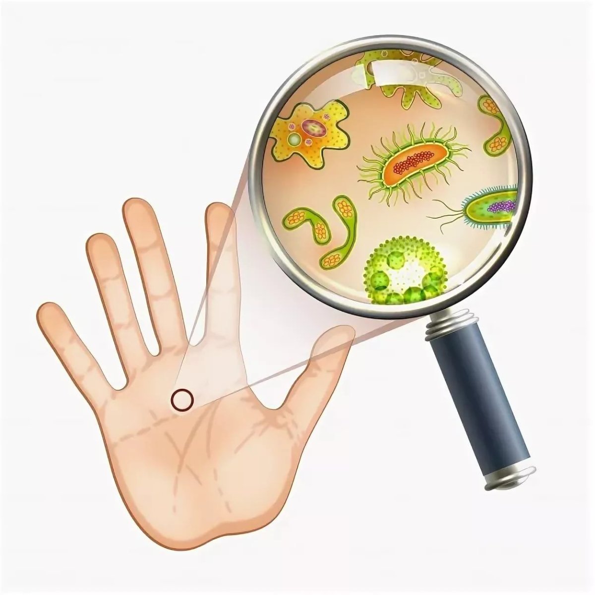 Бактерии на руках для детей
