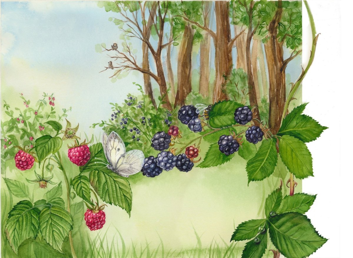 Лесные ягоды иллюстрация