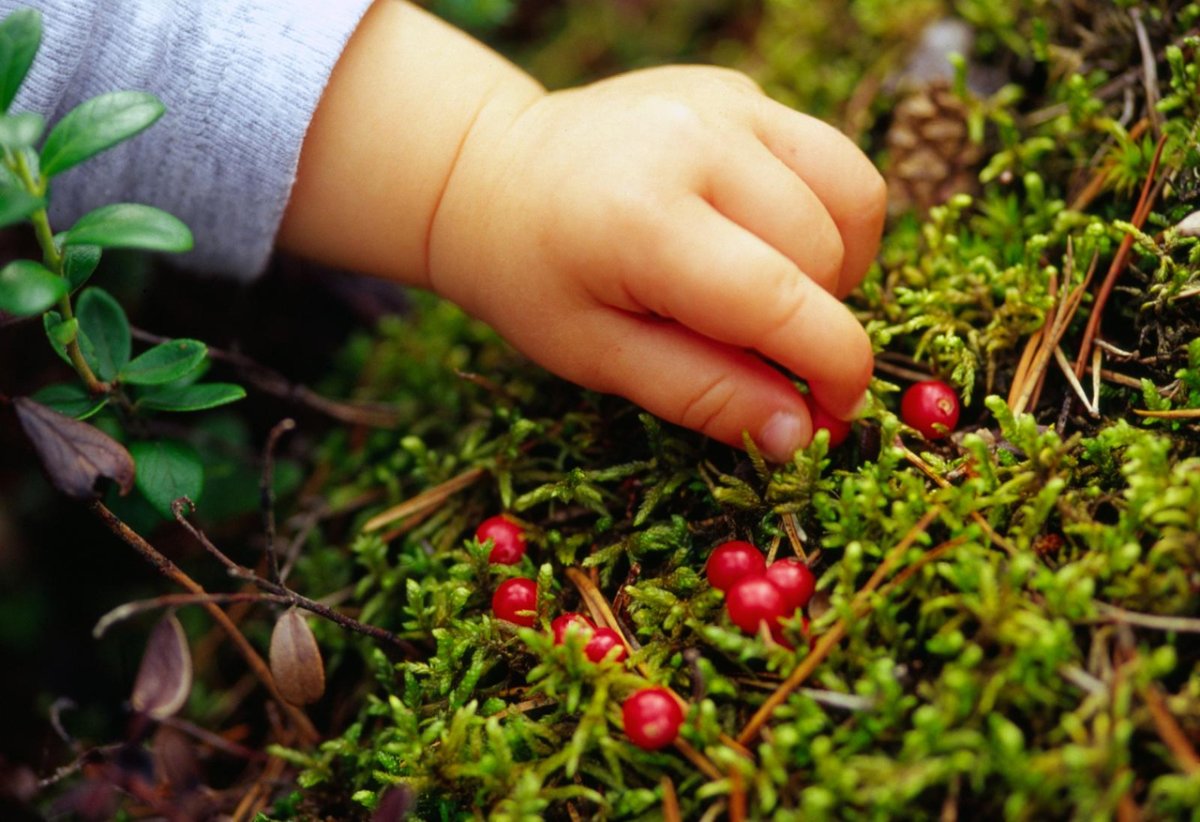 Человек собирает ягоды