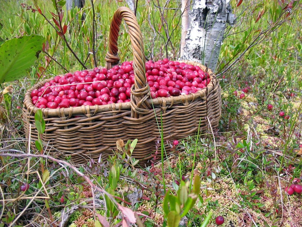 Брусника в корзине