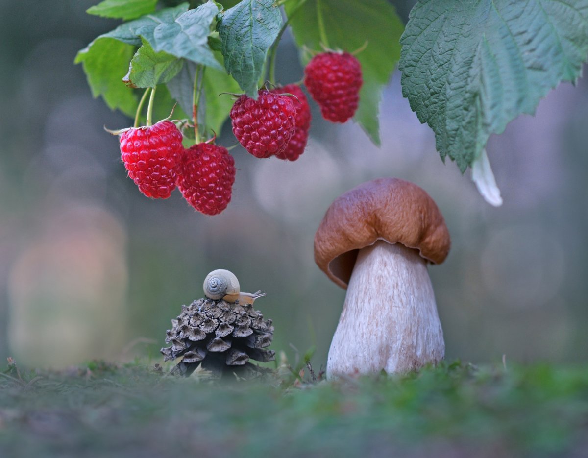 Боровика ягода