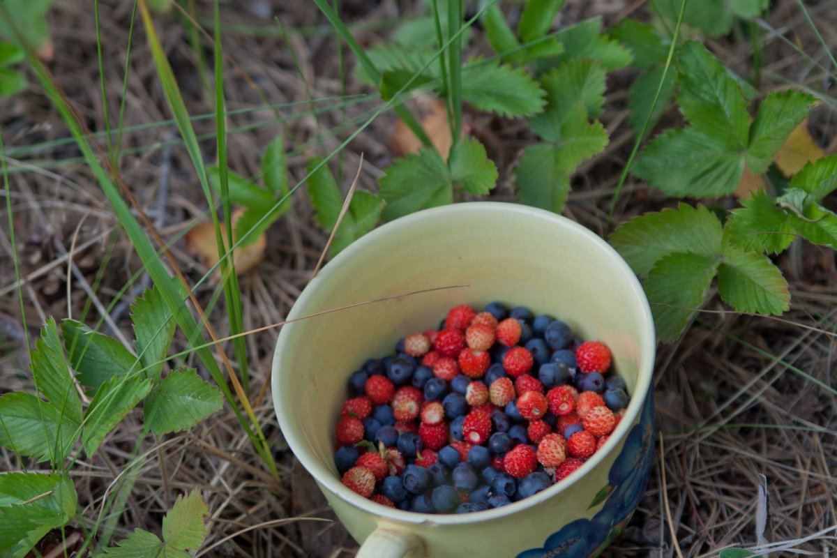 Сбор ягод в лесу