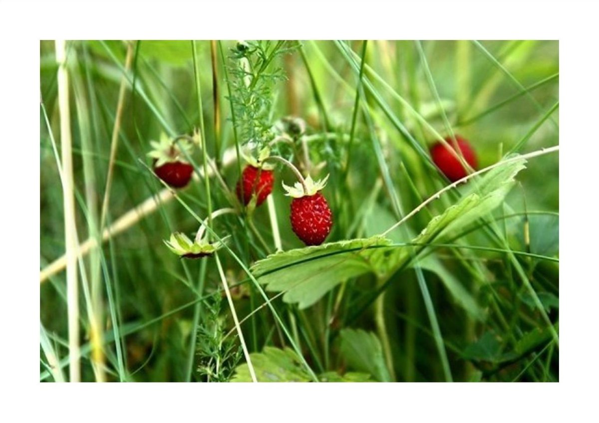 Мезофиты земляника