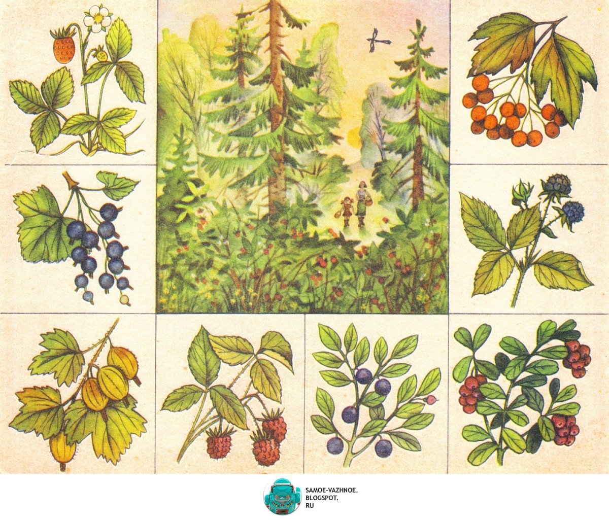 Лото «в мире растений»