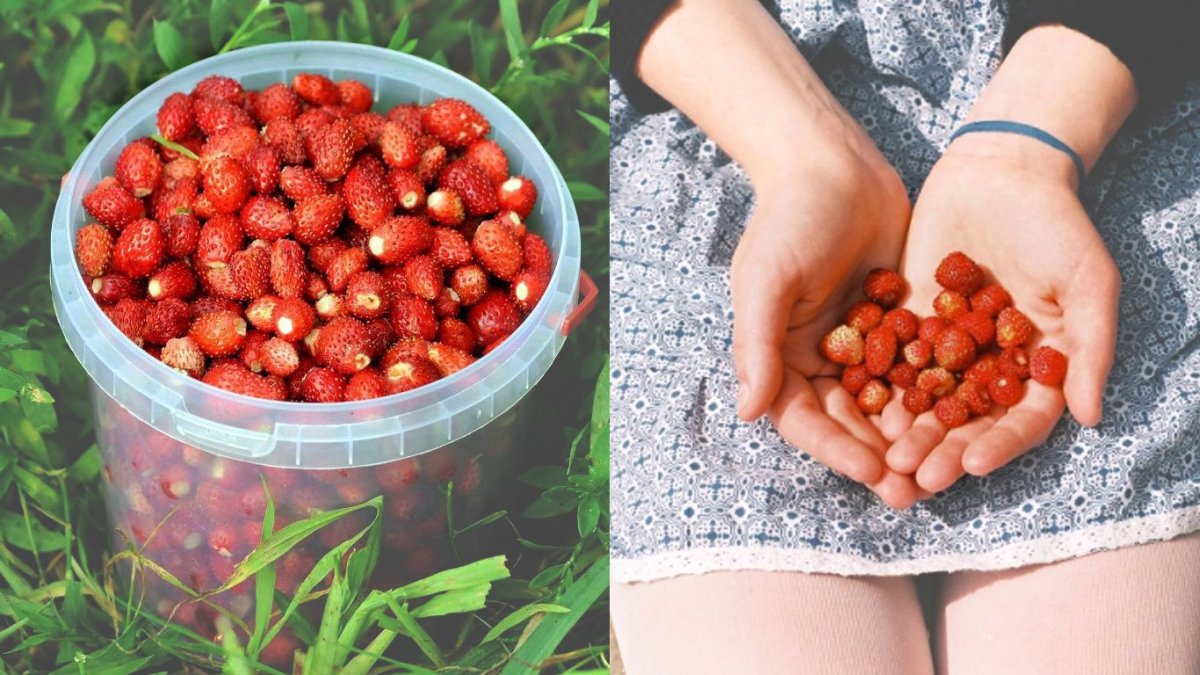 Собранная земляника