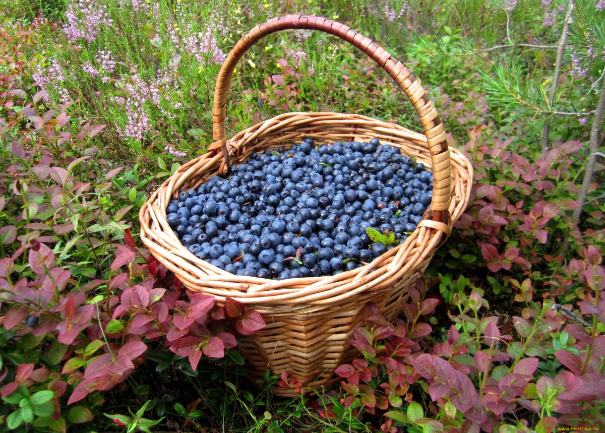 Черника в корзинке