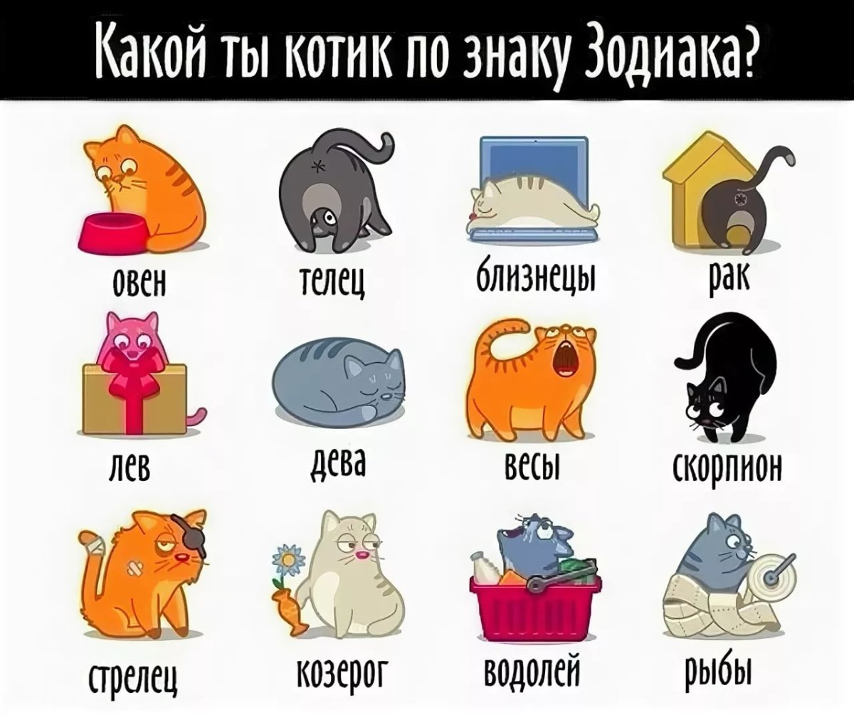 Кот по знаку зодиака