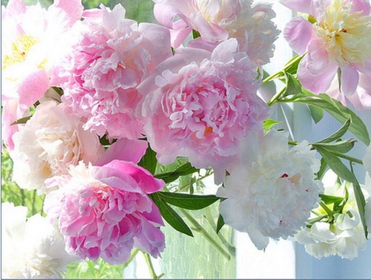 Открытка «пион»