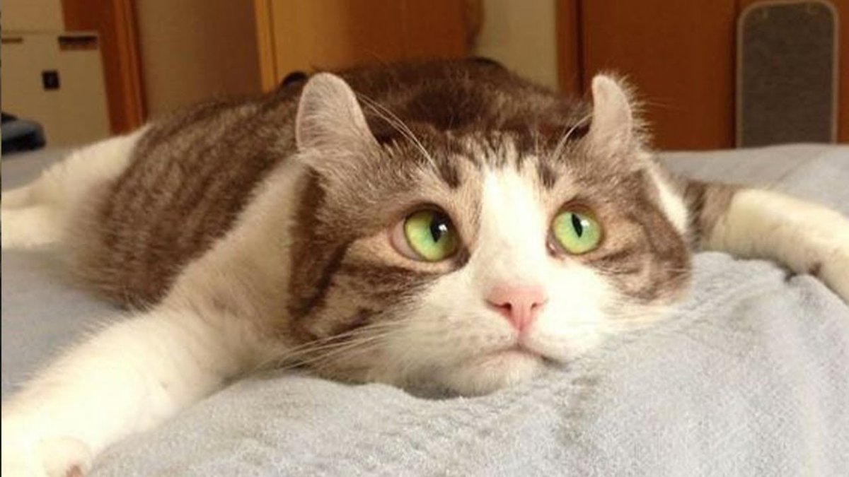 Коты в воскресенье