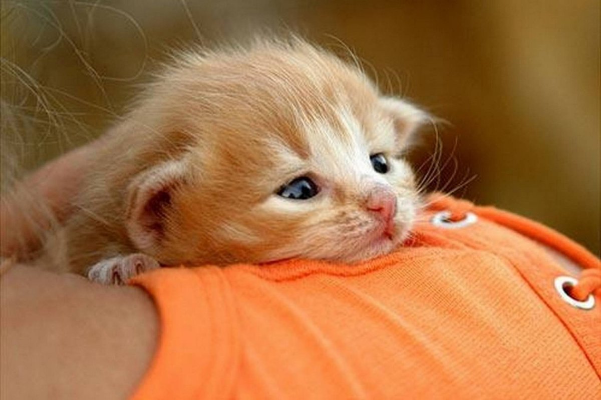 Грустный рыжий котенок