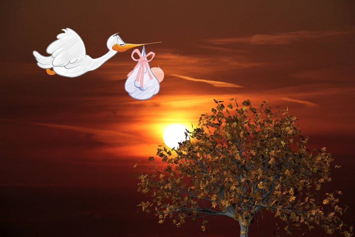 Аист принес