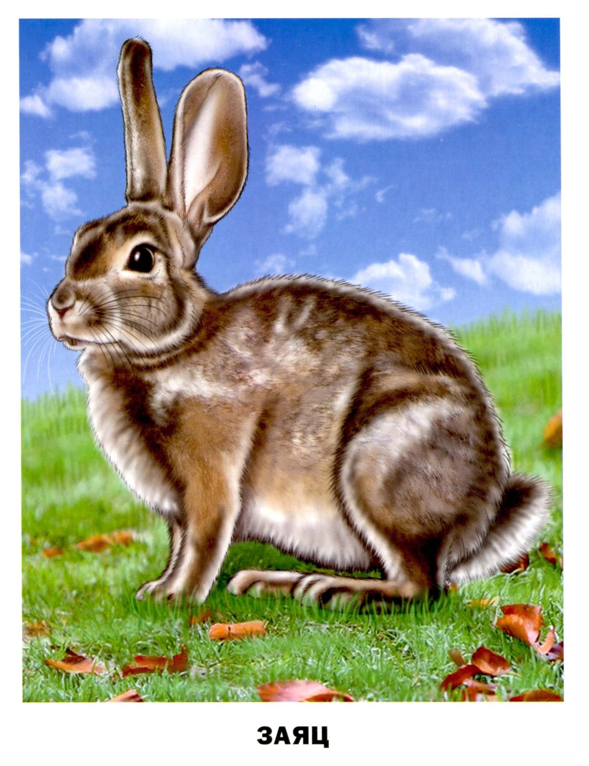 Для детей. Животные