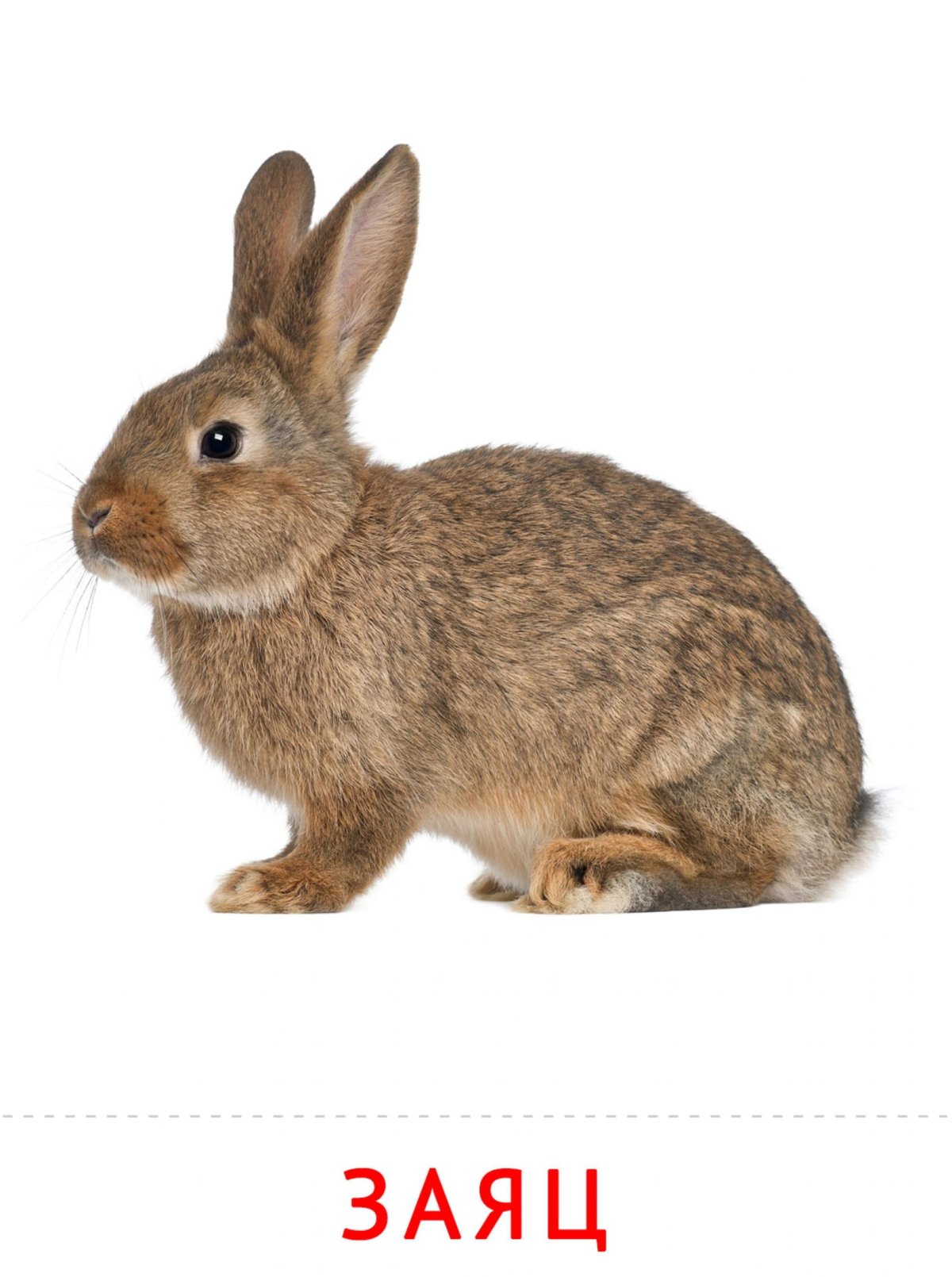 Заяц для детей дошкольного возраста