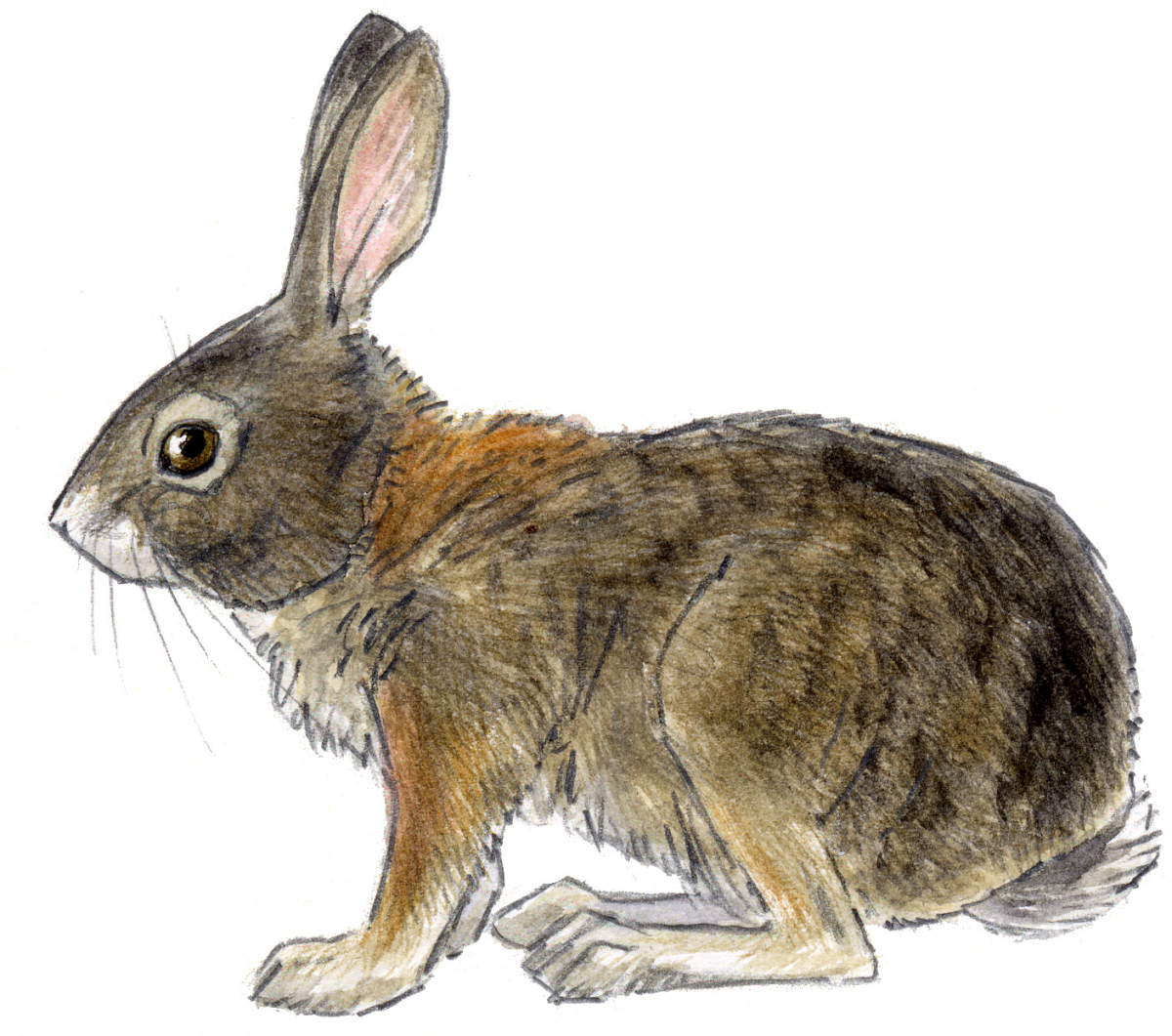 Кролик сбоку