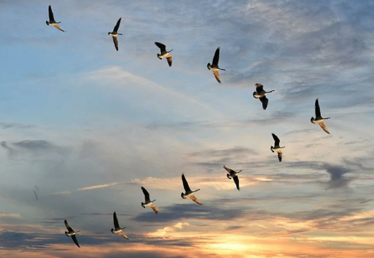 Журавлиный Клин