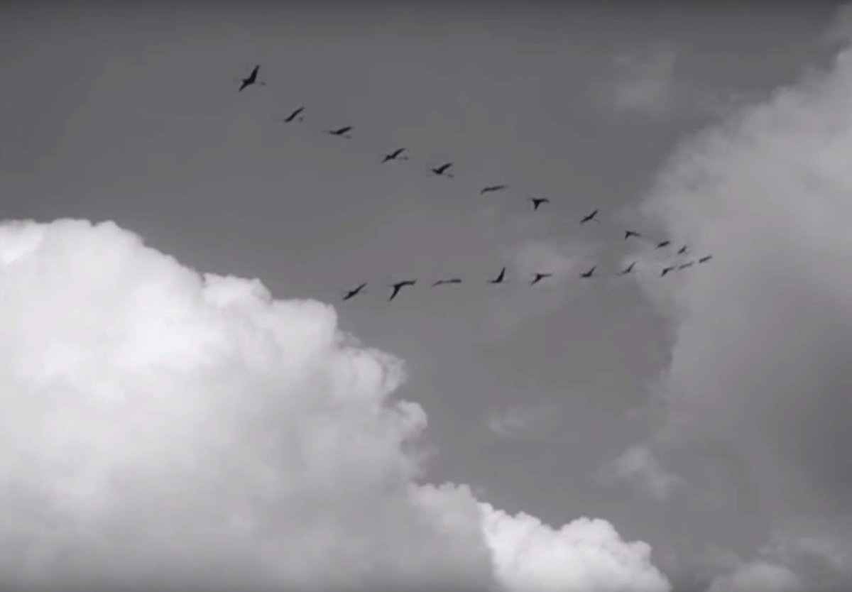 Клин журавлей война