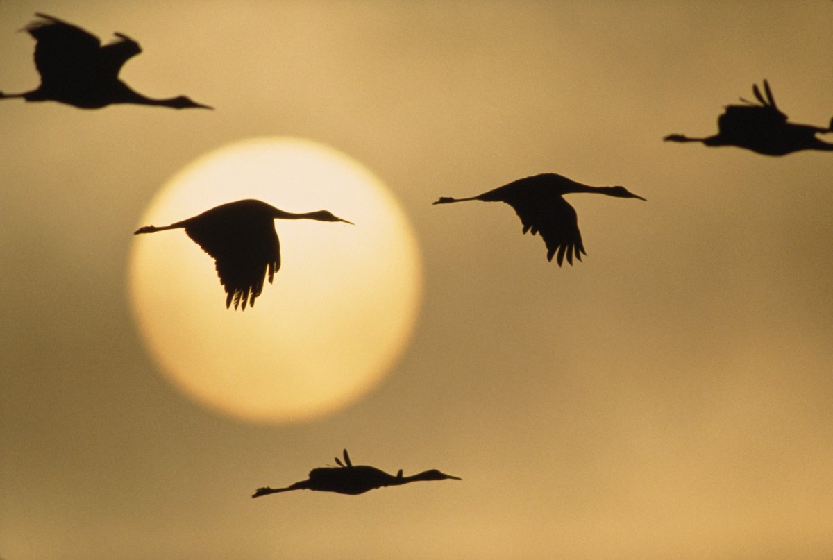 Журавли в небе война