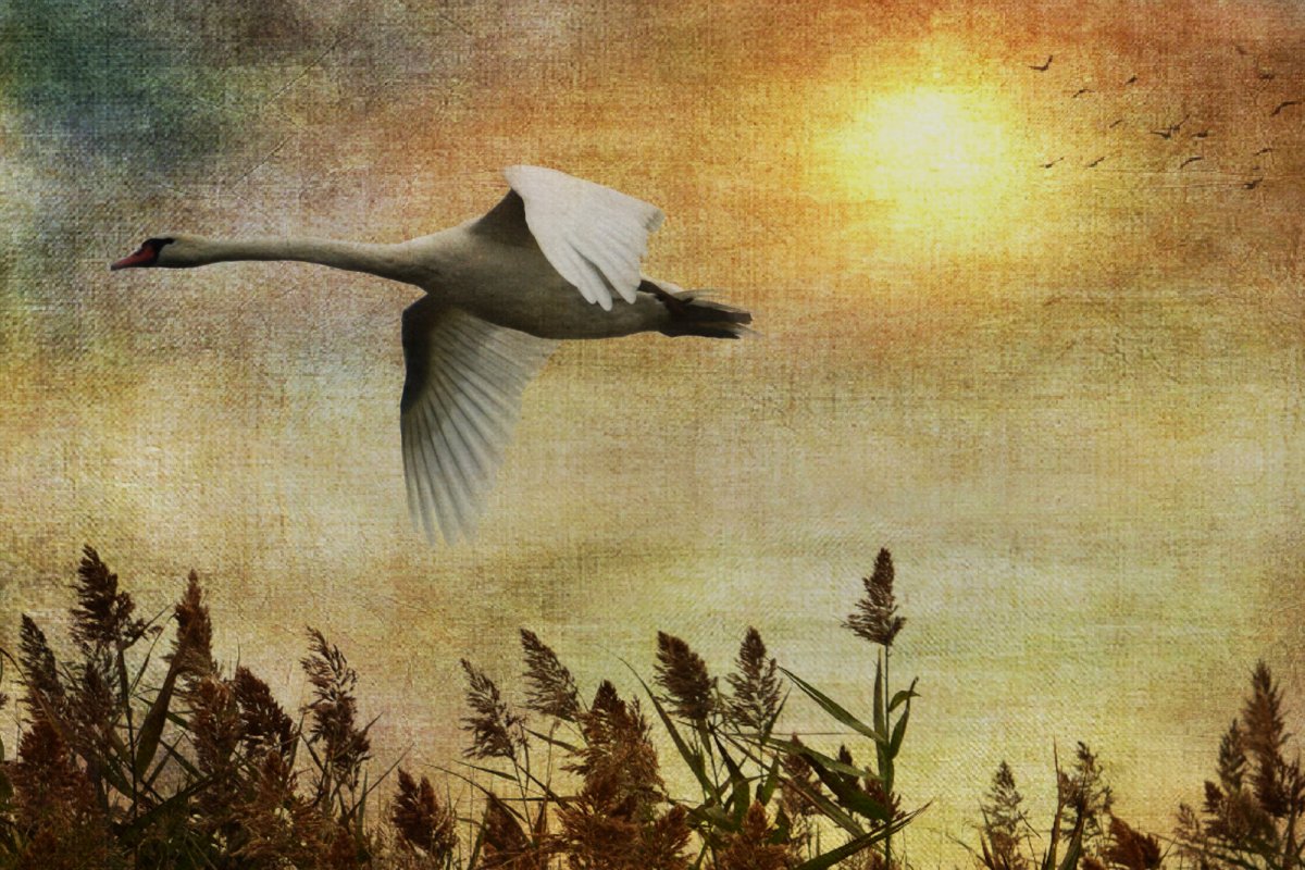 Живопись птицы улетают