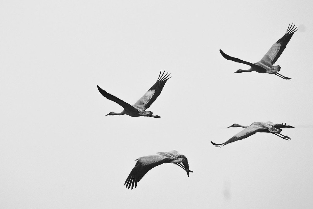 Картинка к песне журавли